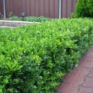 Buxus ‘Korean Box’ — Emerald, VIC — Emerald Gardens Nursery