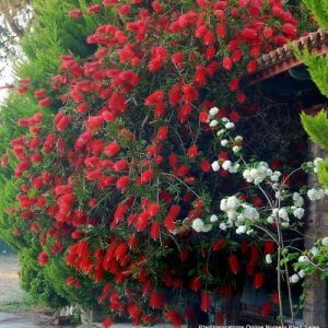 Callistemon ‘Kings Park Special’ — Emerald, VIC — Emerald Gardens Nursery