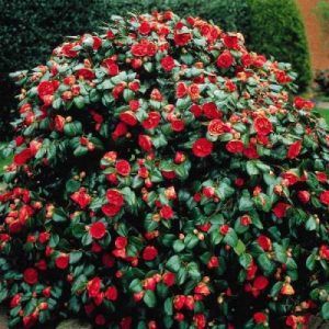 Camellia japonica — Emerald, VIC — Emerald Gardens Nursery