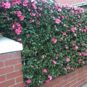 Camellia sasanqua — Emerald, VIC — Emerald Gardens Nursery