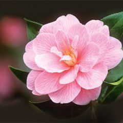 Camellias — Emerald, VIC — Emerald Gardens Nursery