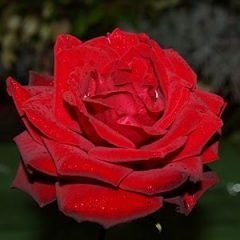 Camp David — Emerald, VIC — Emerald Gardens Nursery