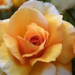 Cannes Festival — Emerald, VIC — Emerald Gardens Nursery