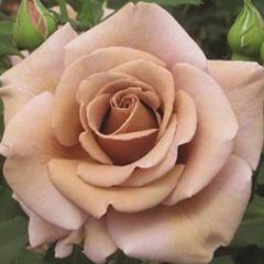 Cappuccino — Emerald, VIC — Emerald Gardens Nursery