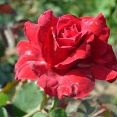 Cara Mia — Emerald, VIC — Emerald Gardens Nursery