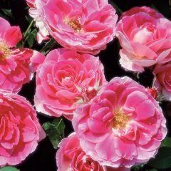 Carefree Wonder — Emerald, VIC — Emerald Gardens Nursery