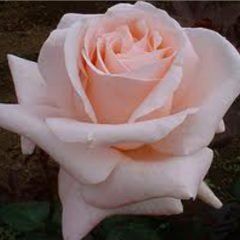 Carla — Emerald, VIC — Emerald Gardens Nursery