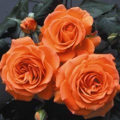 Casanova — Emerald, VIC — Emerald Gardens Nursery