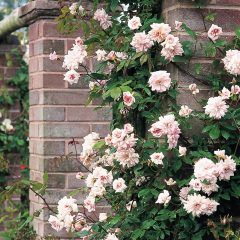 Cecil Brunner Climbing Rose — Emerald, VIC — Emerald Gardens Nursery