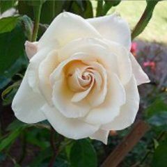 Champagner — Emerald, VIC — Emerald Gardens Nursery