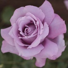 Charles de Gaulle — Emerald, VIC — Emerald Gardens Nursery