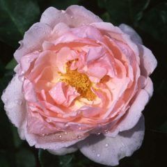 Chaucer — Emerald, VIC — Emerald Gardens Nursery