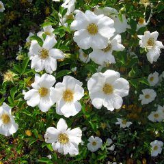 Cherokee Rose — Emerald, VIC — Emerald Gardens Nursery