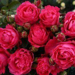 Cherry Lady — Emerald, VIC — Emerald Gardens Nursery