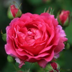 Child's Love — Emerald, VIC — Emerald Gardens Nursery