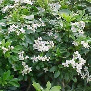 Choisya ‘Mexican Orange Blossom’ — Emerald, VIC — Emerald Gardens Nursery
