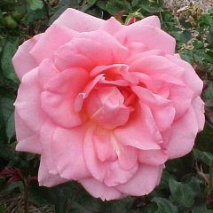 City of Adelaide — Emerald, VIC — Emerald Gardens Nursery