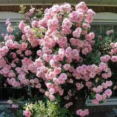 Claire Matin Climbing Rose — Emerald, VIC — Emerald Gardens Nursery