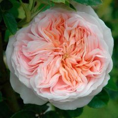 Claire Rose — Emerald, VIC — Emerald Gardens Nursery