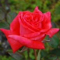 Command Performance — Emerald, VIC — Emerald Gardens Nursery