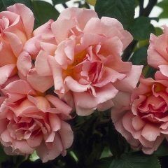 Compassion Climbing Rose — Emerald, VIC — Emerald Gardens Nursery