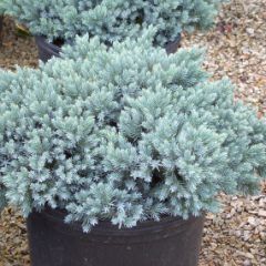 Conifers — Emerald, VIC — Emerald Gardens Nursery