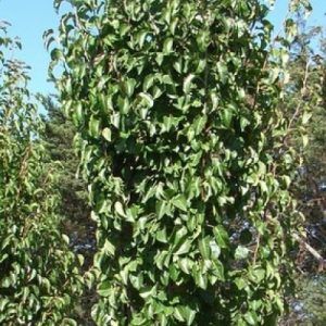 Pyrus ‘Capital Ornamental Pear’ — Emerald, VIC — Emerald Gardens Nursery