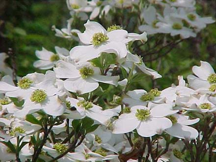 White Dogwood — Emerald, VIC — Emerald Gardens Nursery