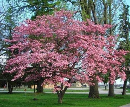 Pink Dogwood — Emerald, VIC — Emerald Gardens Nursery