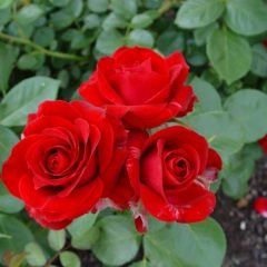 Courage — Emerald, VIC — Emerald Gardens Nursery