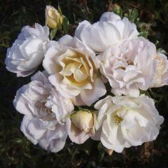 Cream Dream — Emerald, VIC — Emerald Gardens Nursery