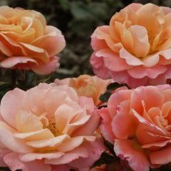 Cubana — Emerald, VIC — Emerald Gardens Nursery