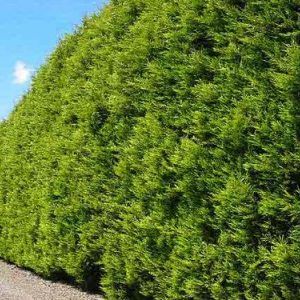 Cupressocyparis ‘Castlewellan Gold’ — Emerald, VIC — Emerald Gardens Nursery