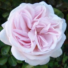 Cymbeline — Emerald, VIC — Emerald Gardens Nursery