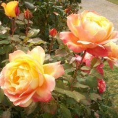 Dame Elizabeth Murdoch — Emerald, VIC — Emerald Gardens Nursery