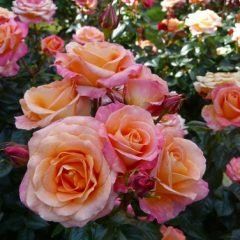 Daybreaker — Emerald, VIC — Emerald Gardens Nursery