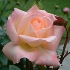 Diana Princess of Wales — Emerald, VIC — Emerald Gardens Nursery