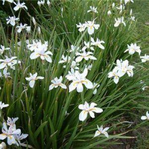 Dietes ‘Butterfly Iris’ — Emerald, VIC — Emerald Gardens Nursery