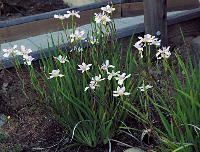 Butterfly Iris — Emerald, VIC — Emerald Gardens Nursery
