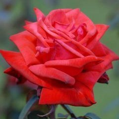 DDolly Parton — Emerald, VIC — Emerald Gardens Nursery