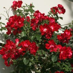 Dortmund Climbing Rose — Emerald, VIC — Emerald Gardens Nursery