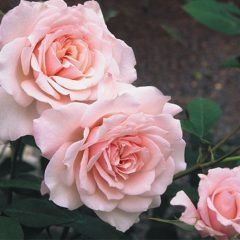 Dove — Emerald, VIC — Emerald Gardens Nursery