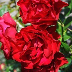 Dublin Bay Climbing Rose — Emerald, VIC — Emerald Gardens Nursery