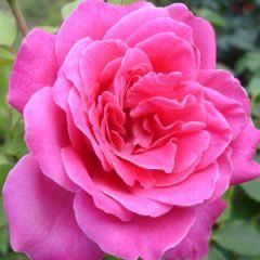 Duet — Emerald, VIC — Emerald Gardens Nursery