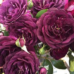 Ebb Tide — Emerald, VIC — Emerald Gardens Nursery