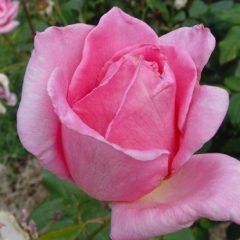 Eiffel Tower — Emerald, VIC — Emerald Gardens Nursery