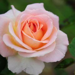 Elle — Emerald, VIC — Emerald Gardens Nursery