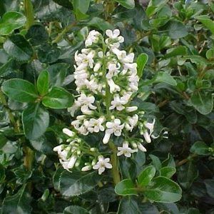 Escallonia Iveyi — Emerald, VIC — Emerald Gardens Nursery