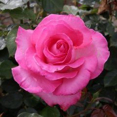 Esmerelda — Emerald, VIC — Emerald Gardens Nursery