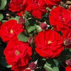 Europeana — Emerald, VIC — Emerald Gardens Nursery